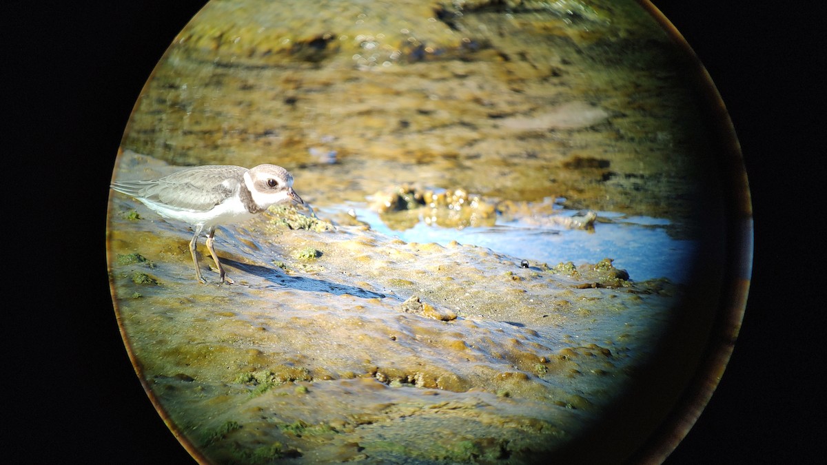 Semipalmated Plover - ML609837167