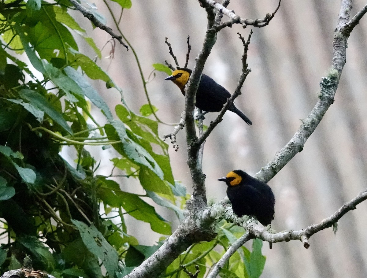 Black-billed Weaver - ML609837211