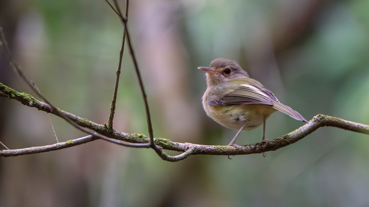 Buff-breasted Tody-Tyrant - ML609837252