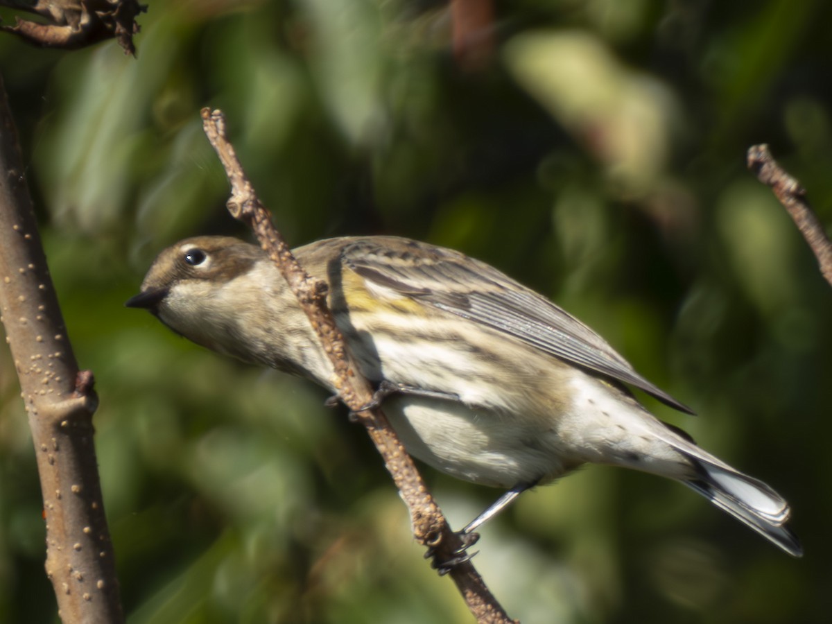 Yellow-rumped Warbler - ML609837280