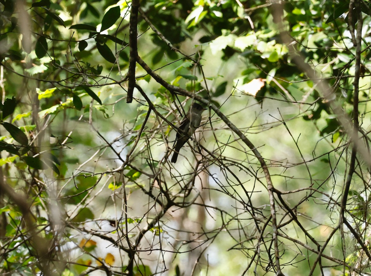 Eastern Wood-Pewee - Robert Wallace