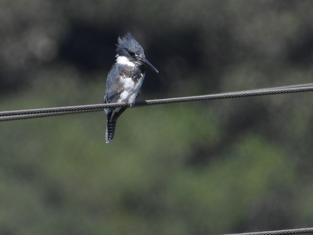 Belted Kingfisher - Álvaro Sarramian
