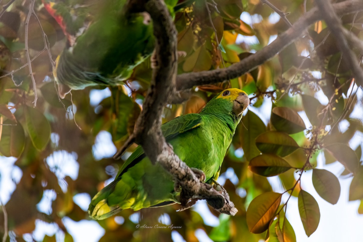Yellow-headed Amazon - ML609837377