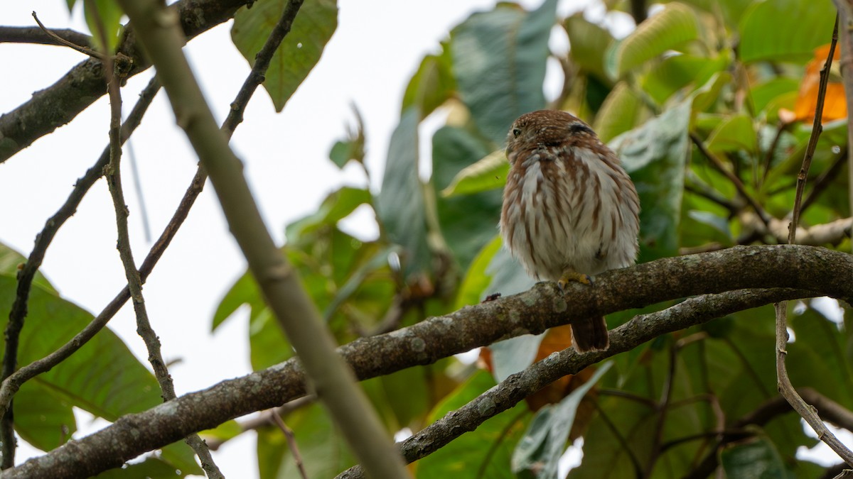 Ferruginous Pygmy-Owl - ML609837418