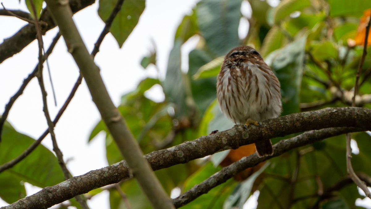 Ferruginous Pygmy-Owl - ML609837419