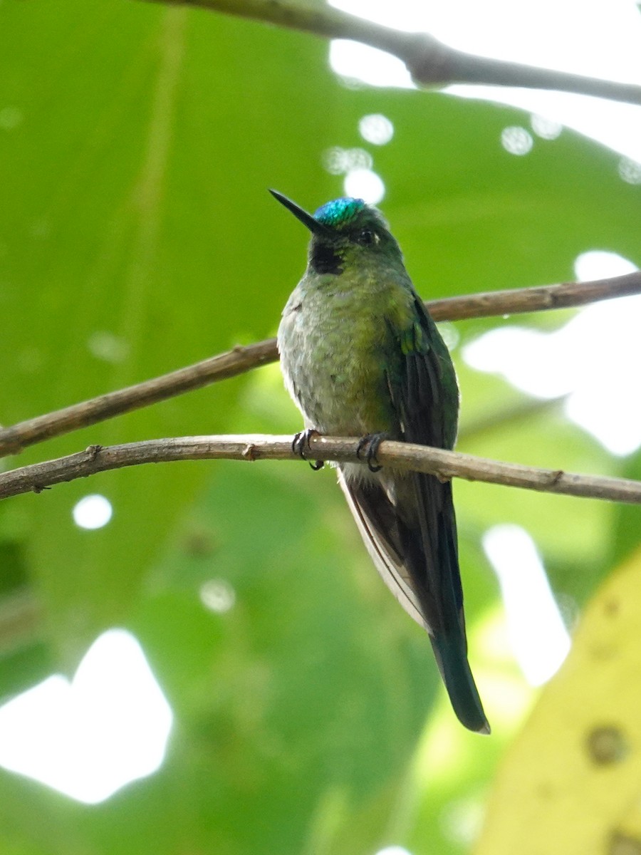 Long-tailed Sylph - ML609837449