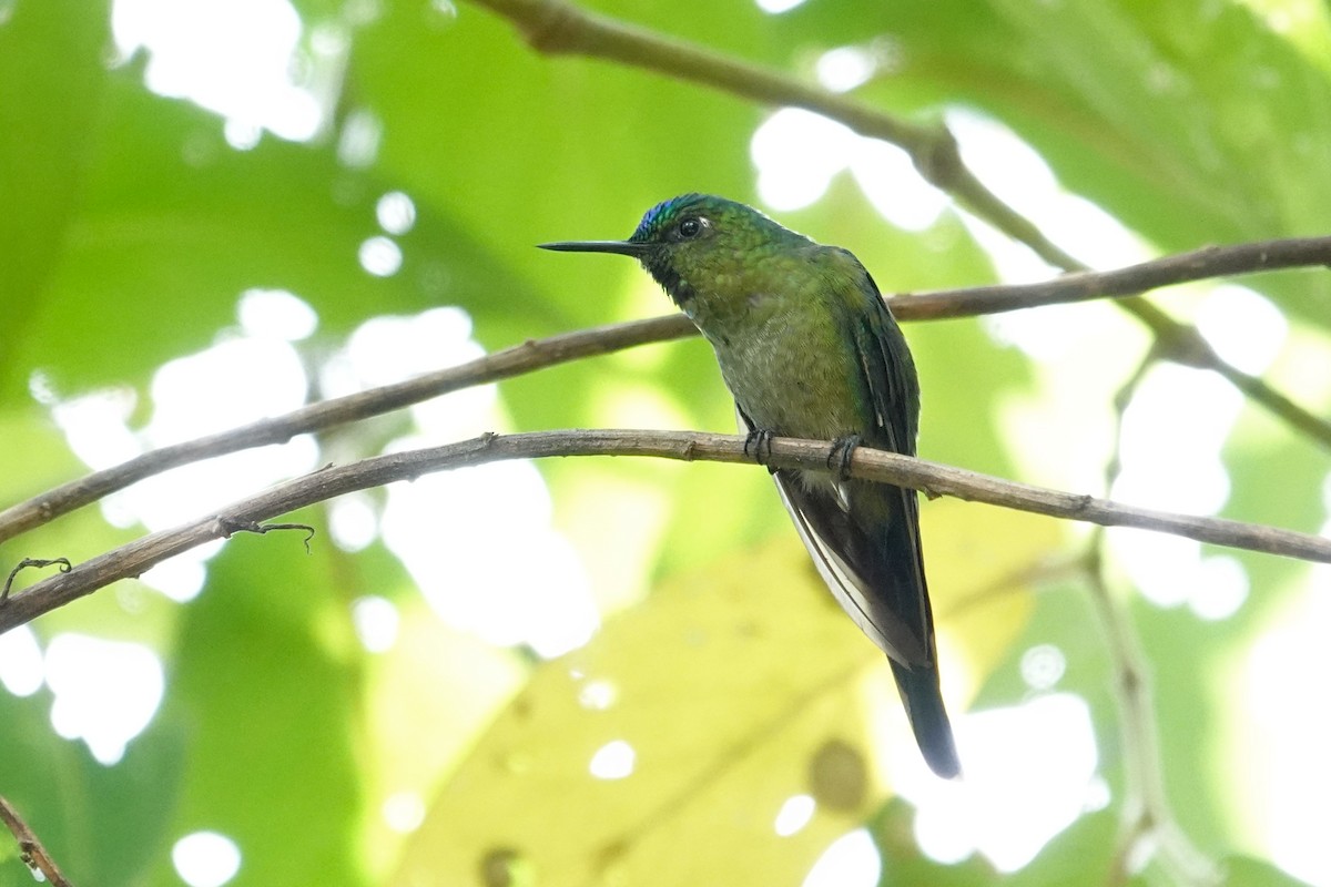 Long-tailed Sylph - ML609837450