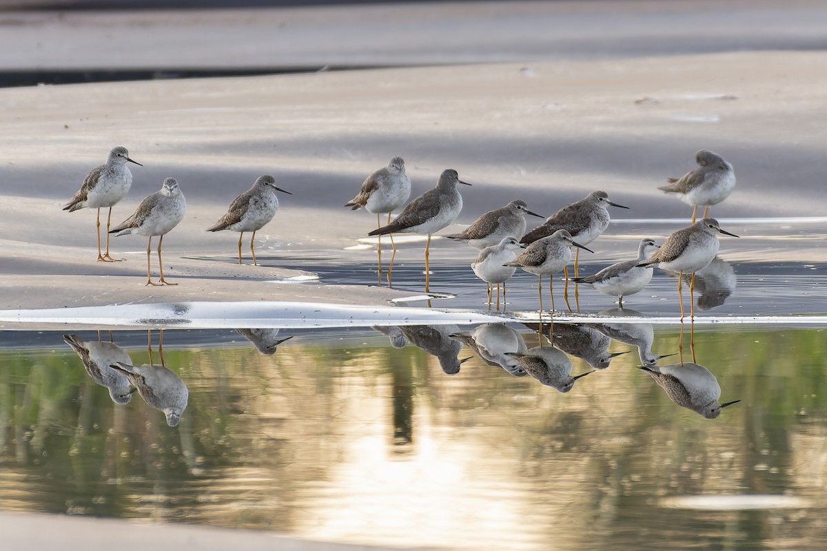 Bindenstrandläufer - ML609837456