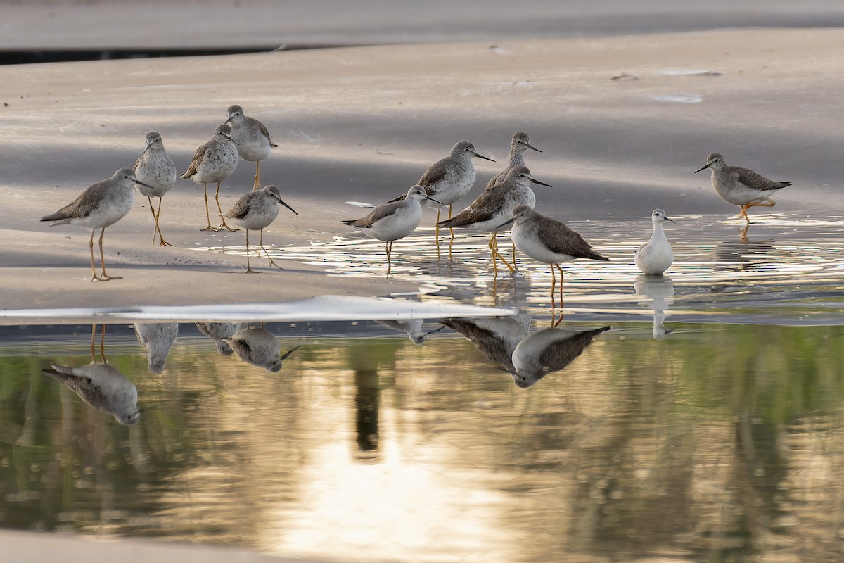 Stilt Sandpiper - ML609837457