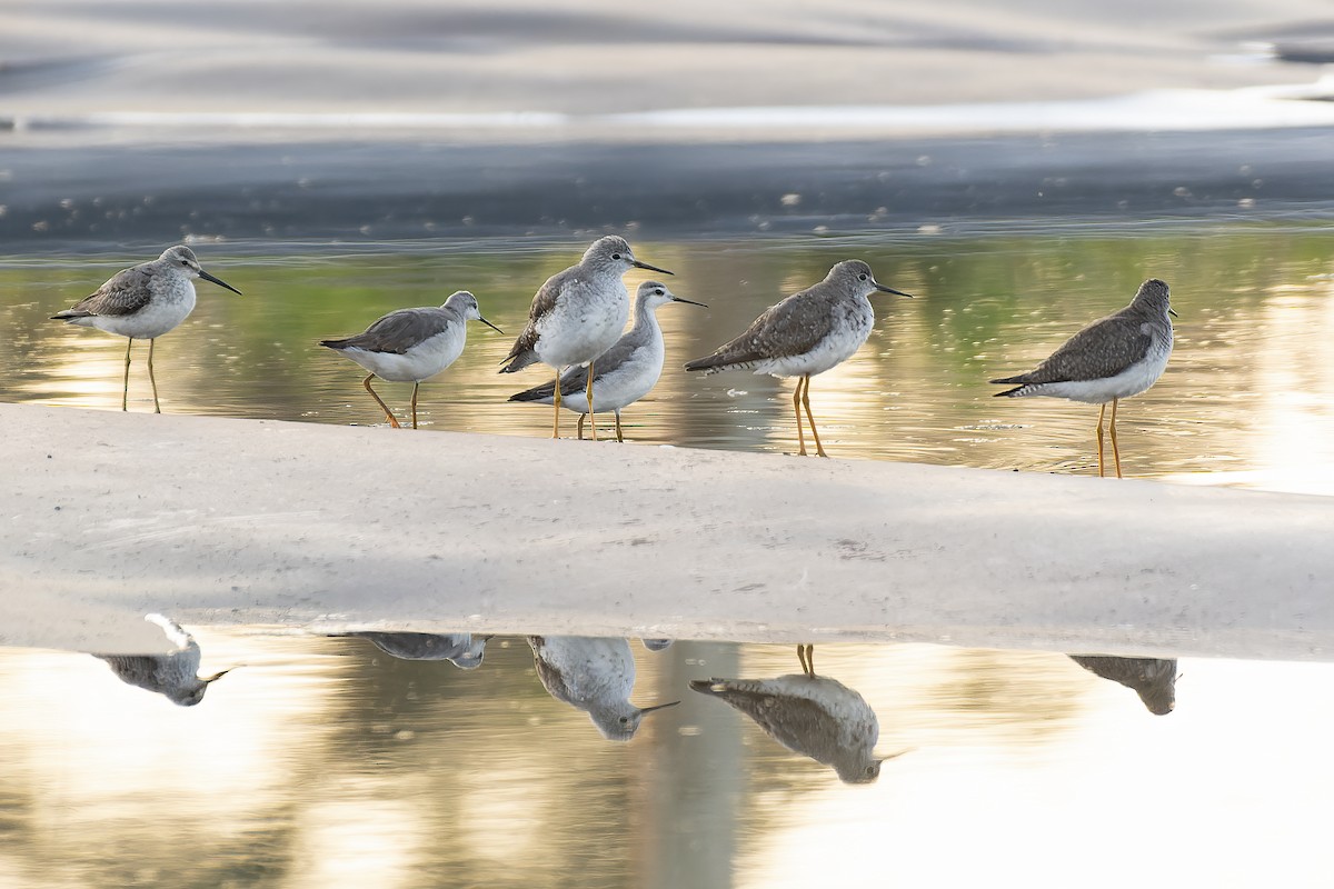 Wilson's Phalarope - ML609837460