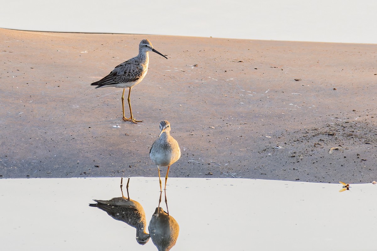 Stilt Sandpiper - ML609837517