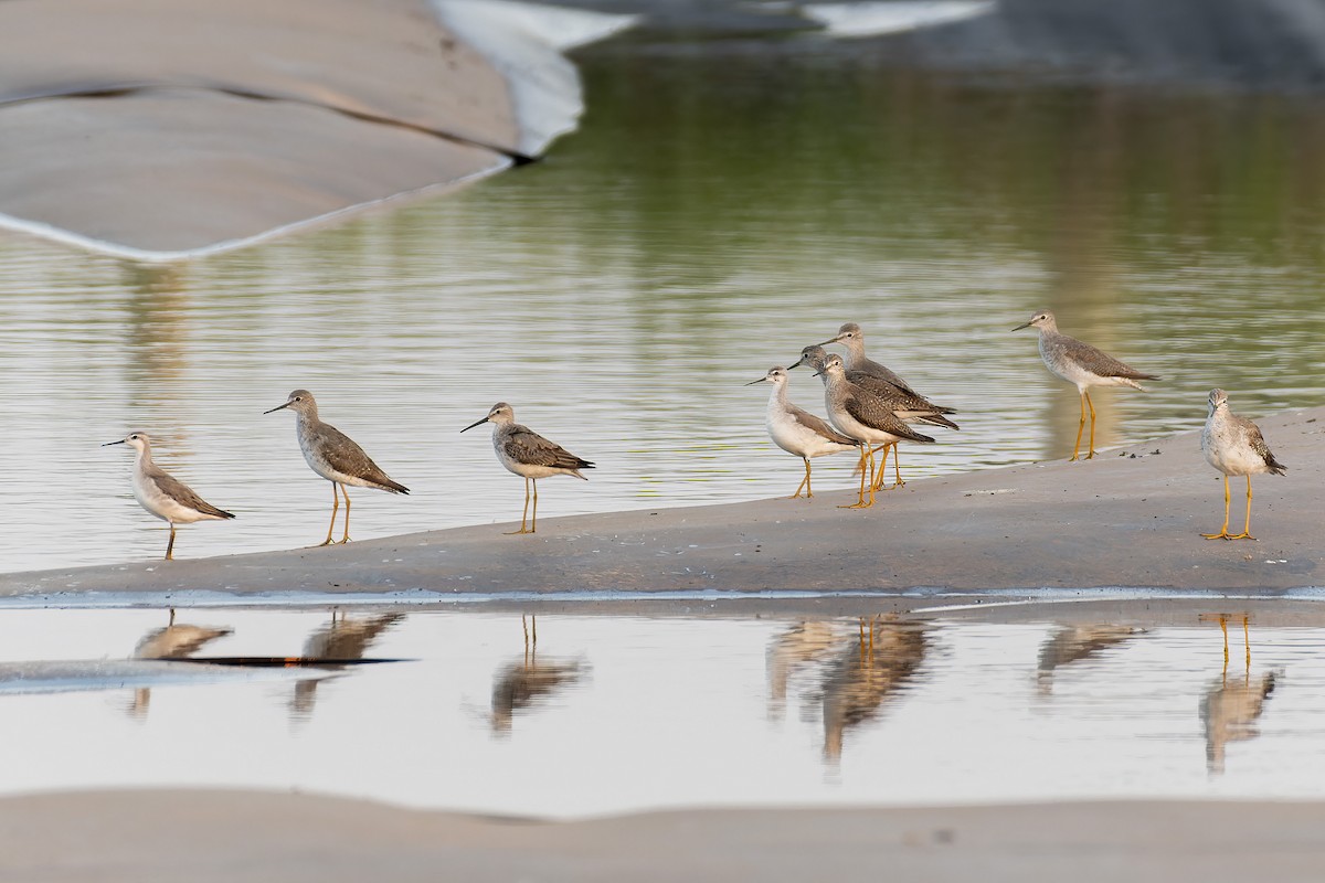 Stilt Sandpiper - ML609837537