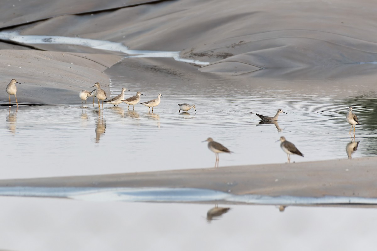 Wilson's Phalarope - ML609837551