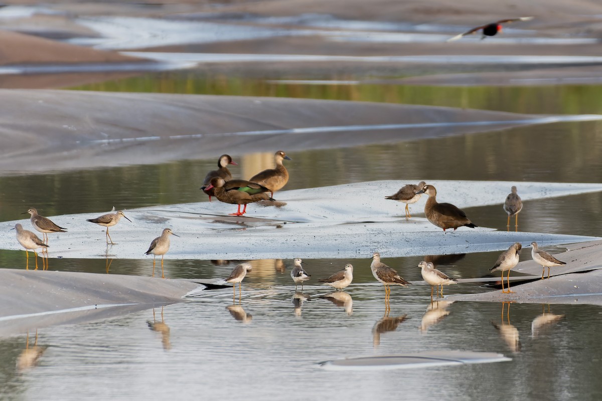 Wilson's Phalarope - ML609837552