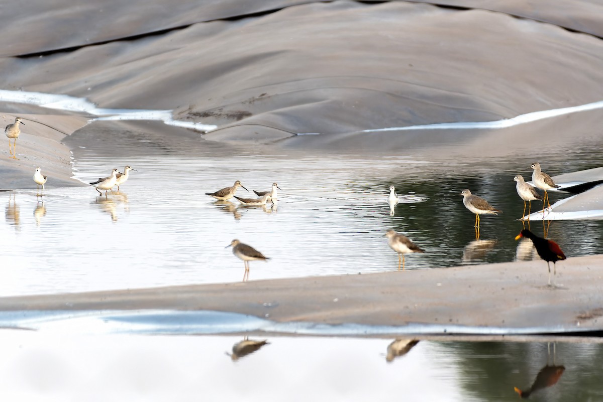 Wilson's Phalarope - ML609837553
