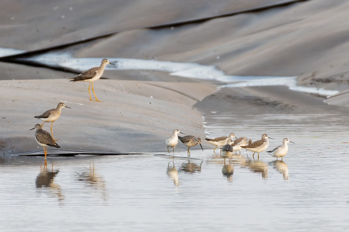 Wilson's Phalarope - ML609837554