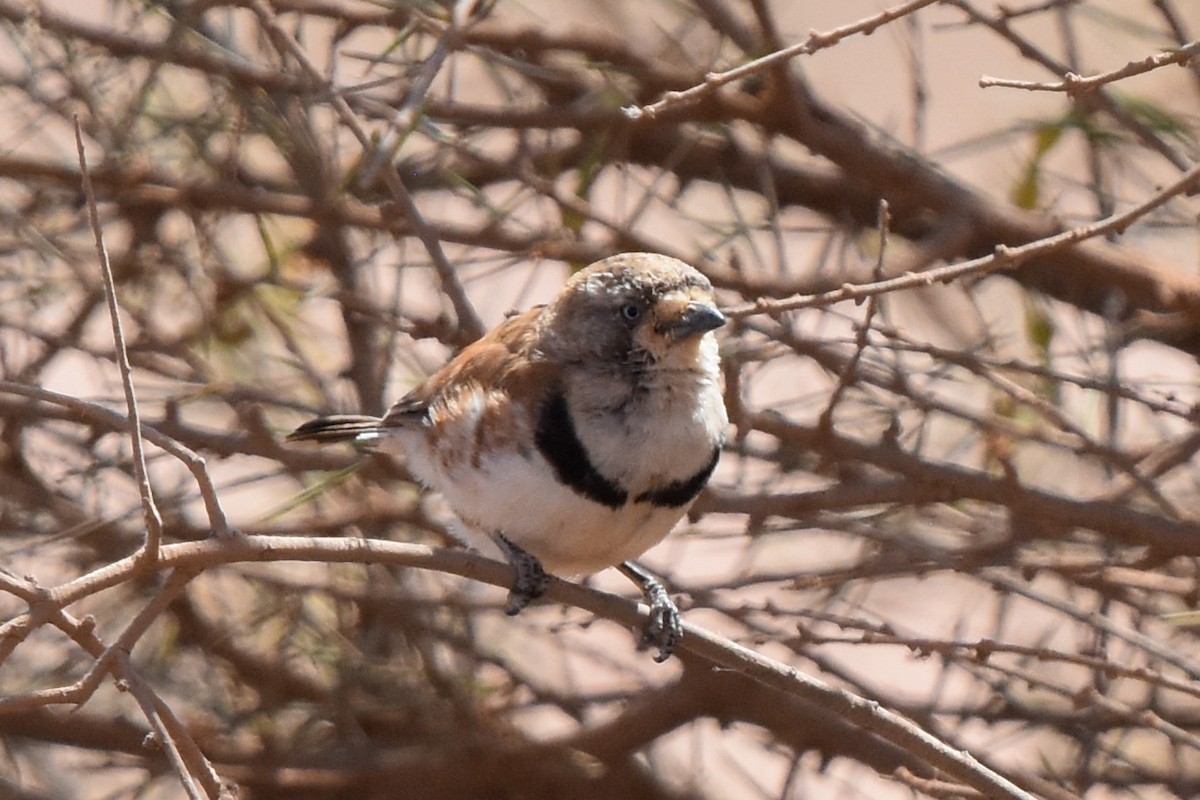 Banded Whiteface - ML609837634