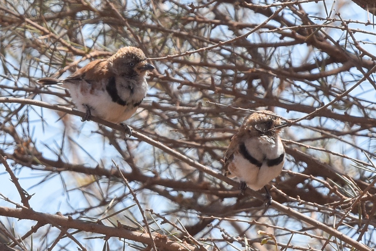 Banded Whiteface - ML609837635