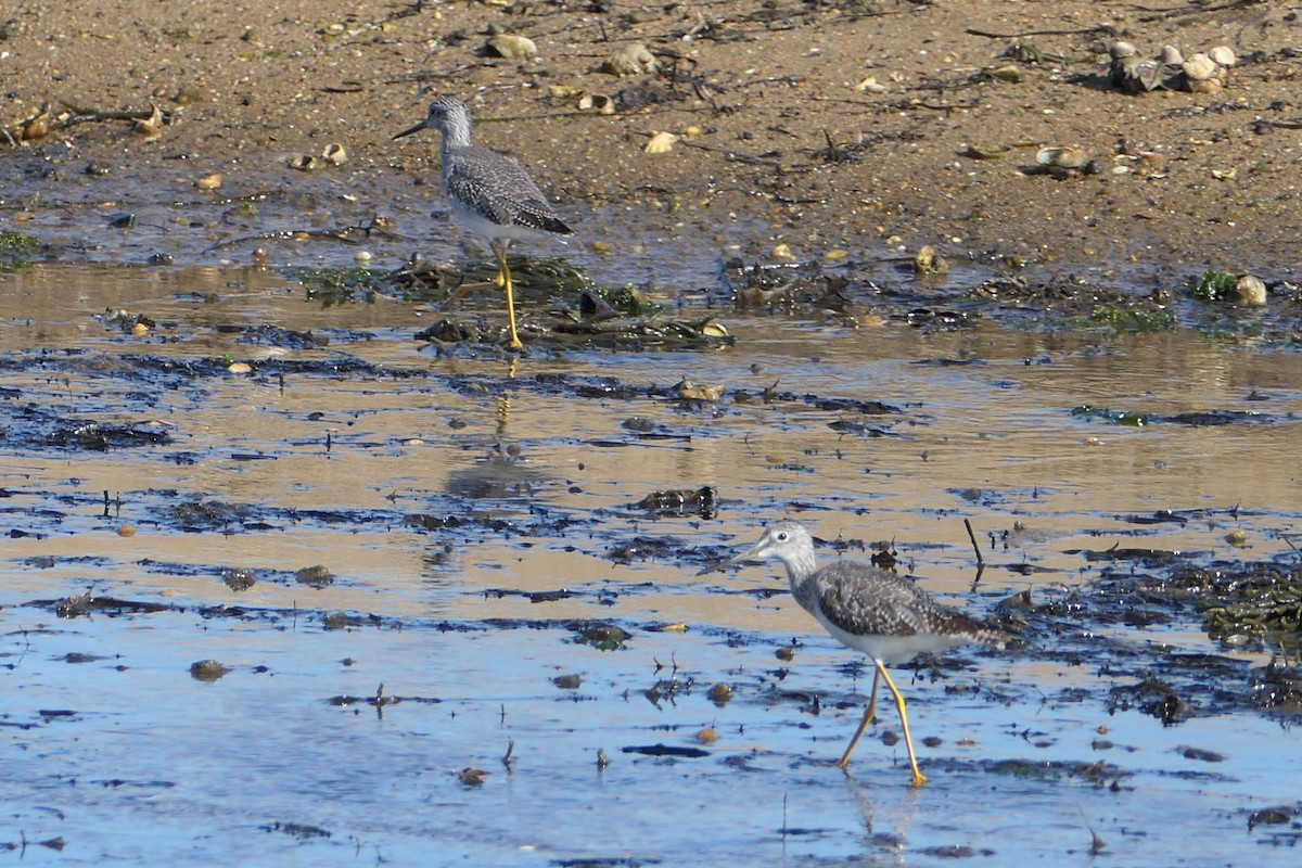 Greater Yellowlegs - ML609837662