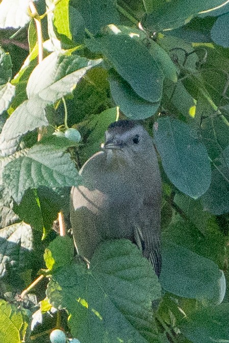 Кошачий пересмешник - ML609837692