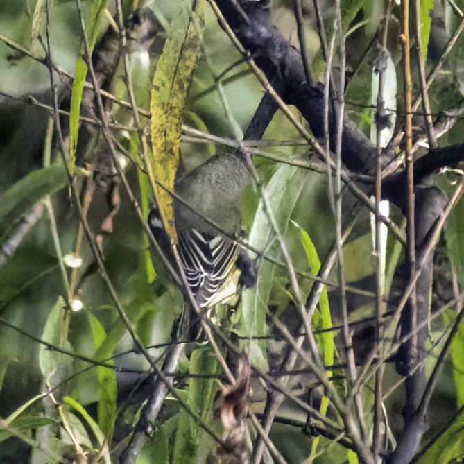 Blue-headed Vireo - ML609837706