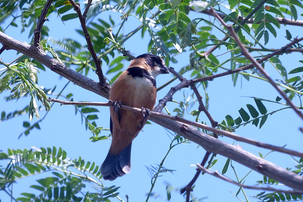 Rusty-collared Seedeater - ML609837735
