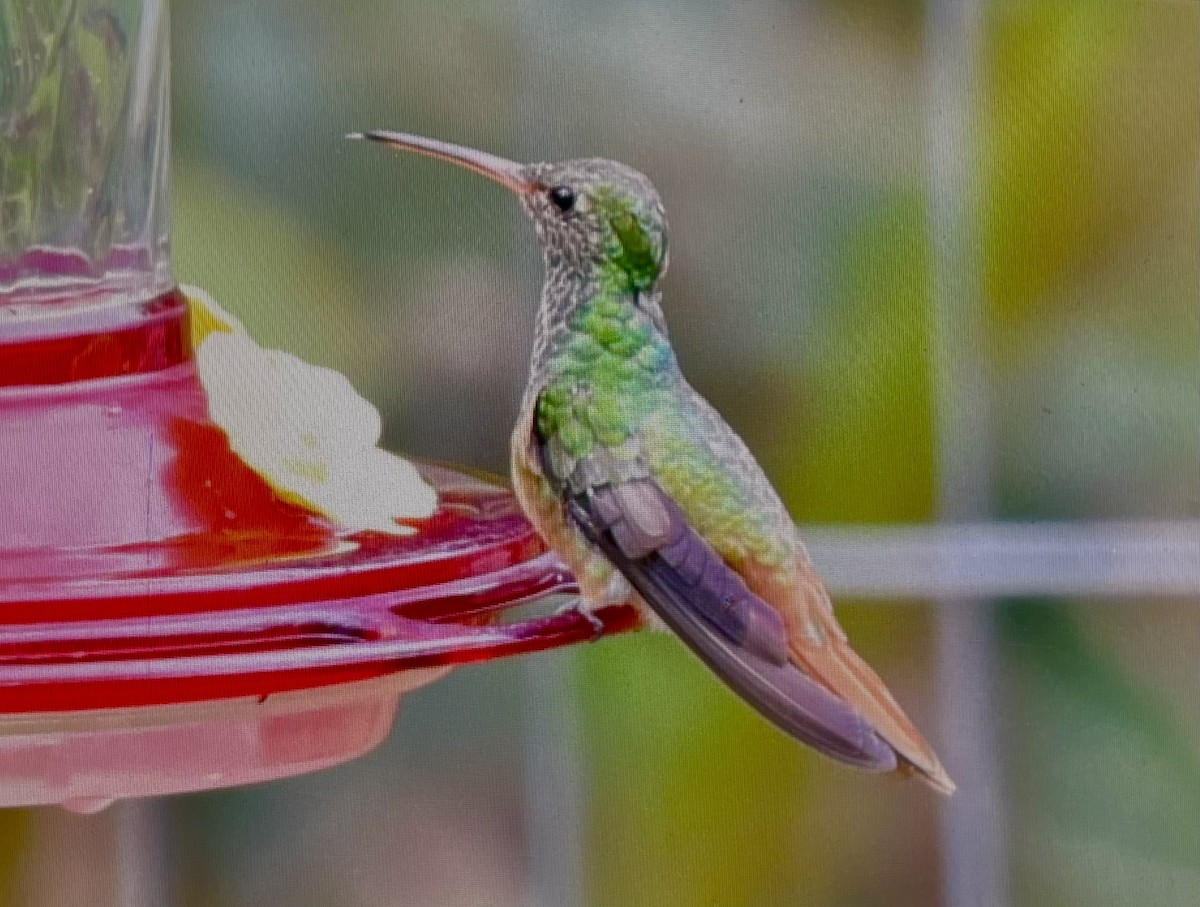 Buff-bellied Hummingbird - ML609837764
