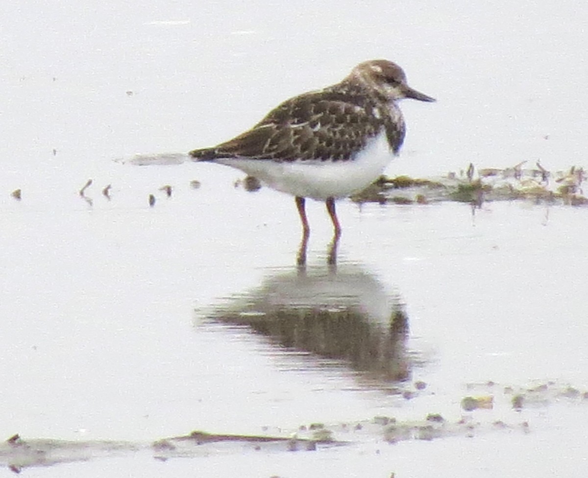 Ruddy Turnstone - ML609837824