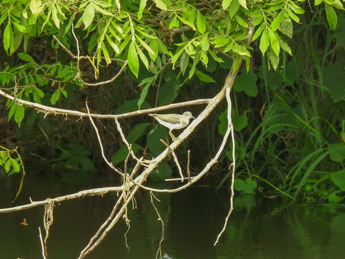 Spotted Sandpiper - ML609837839