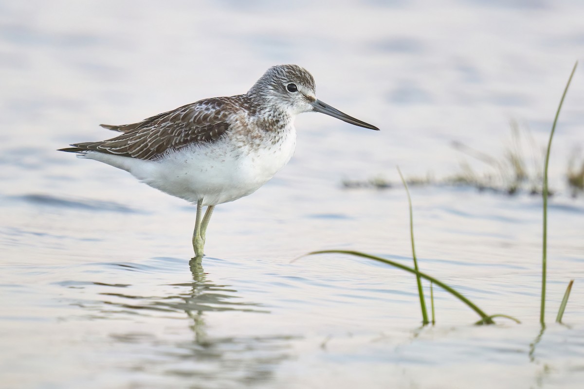 Common Greenshank - ML609838164