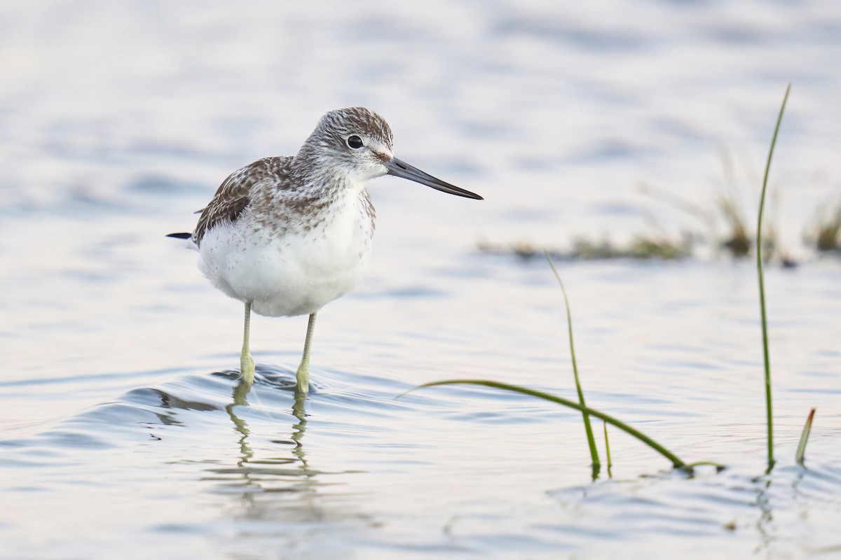 Common Greenshank - ML609838165