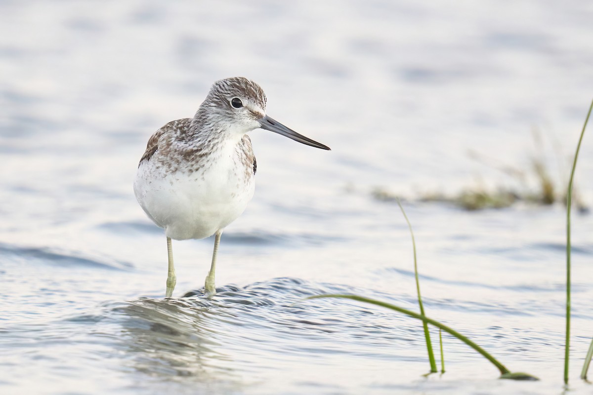 Common Greenshank - ML609838166