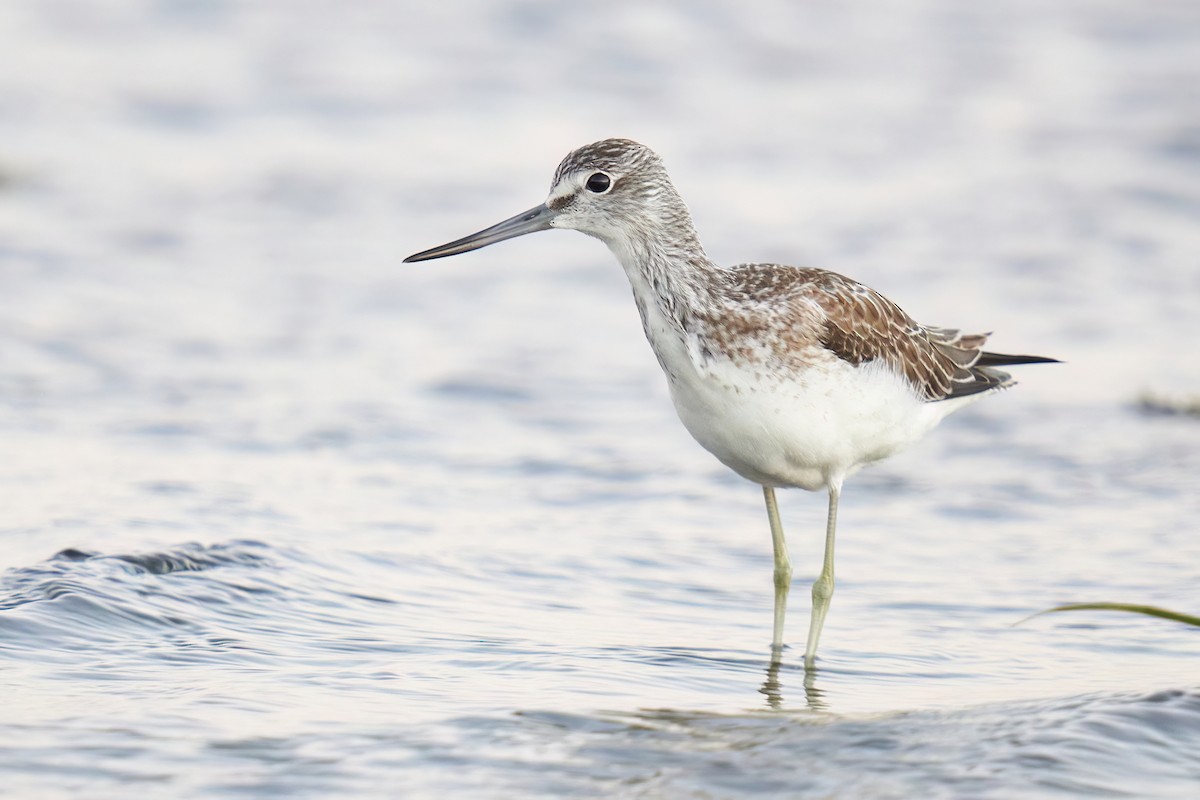 Common Greenshank - ML609838168