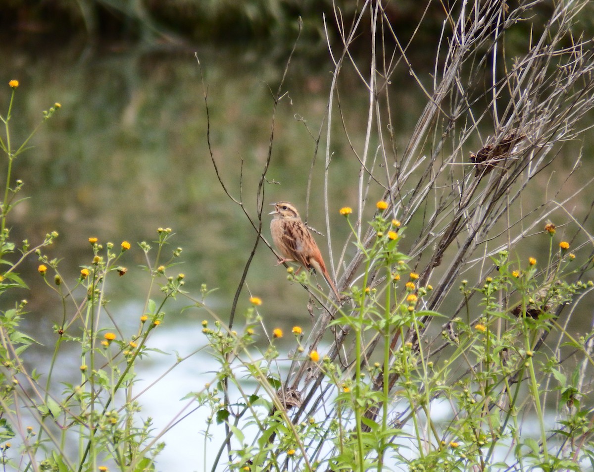 Meadow Bunting - Ross Thompson