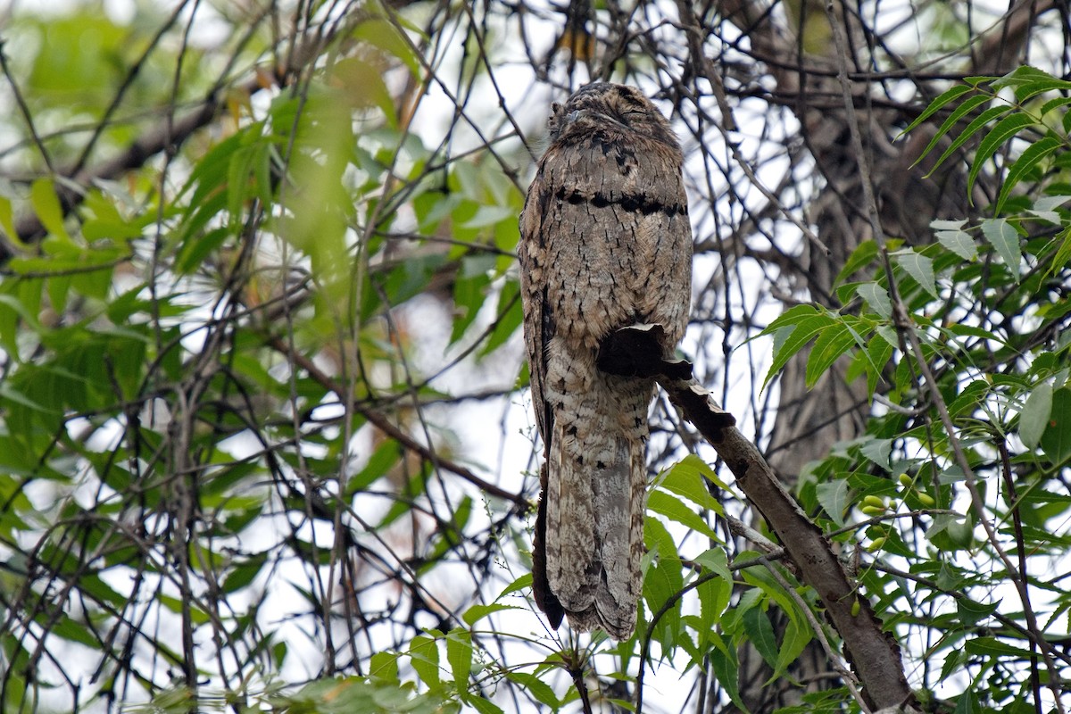 Common Potoo - Thomas Burns