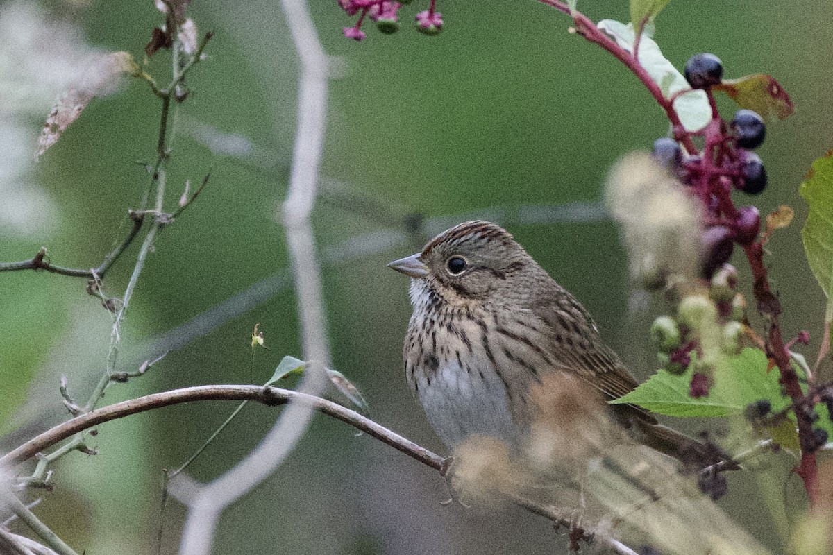 Lincoln's Sparrow - ML609838195