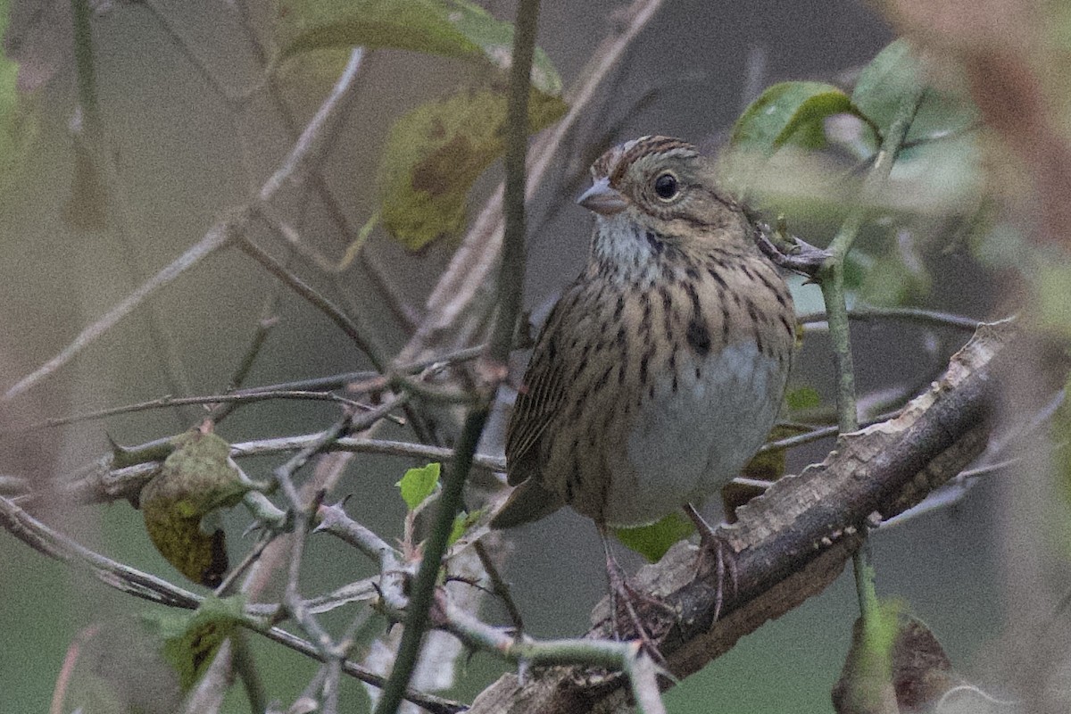 Lincoln's Sparrow - ML609838196