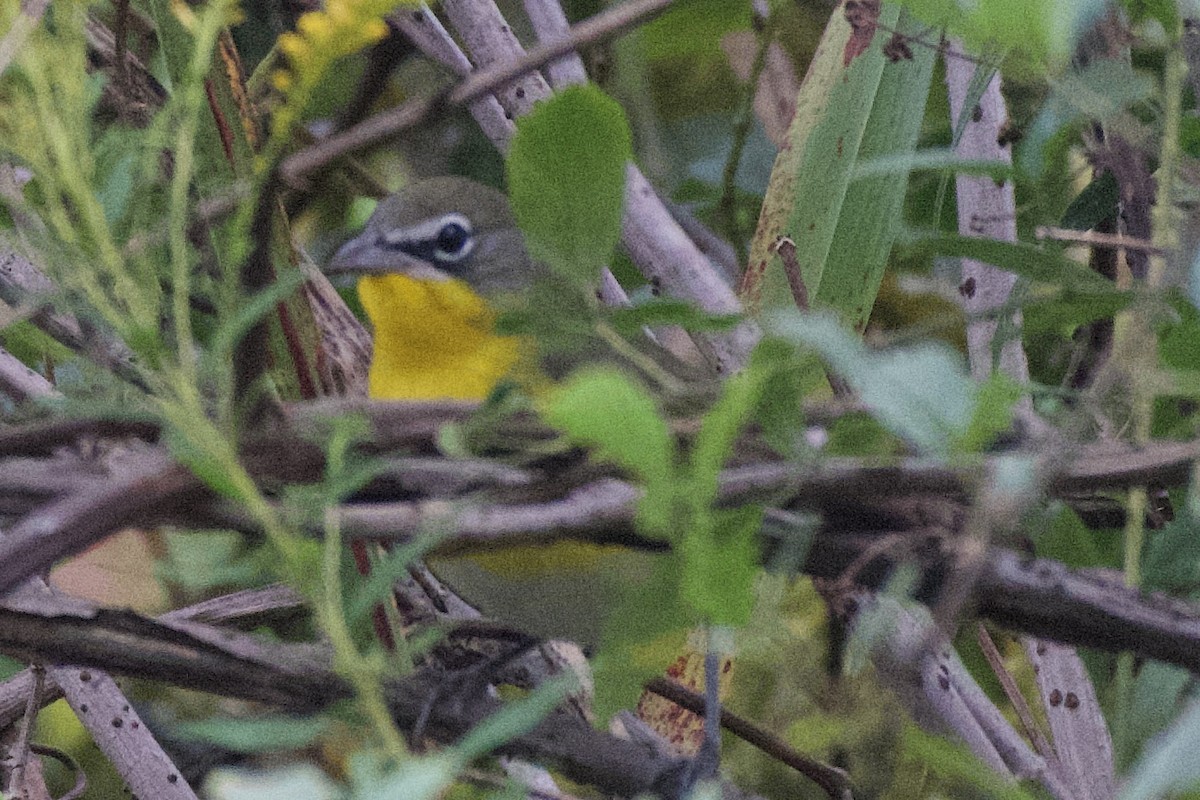 Yellow-breasted Chat - ML609838201