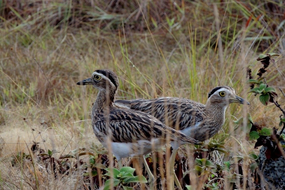 Double-striped Thick-knee - ML609838226