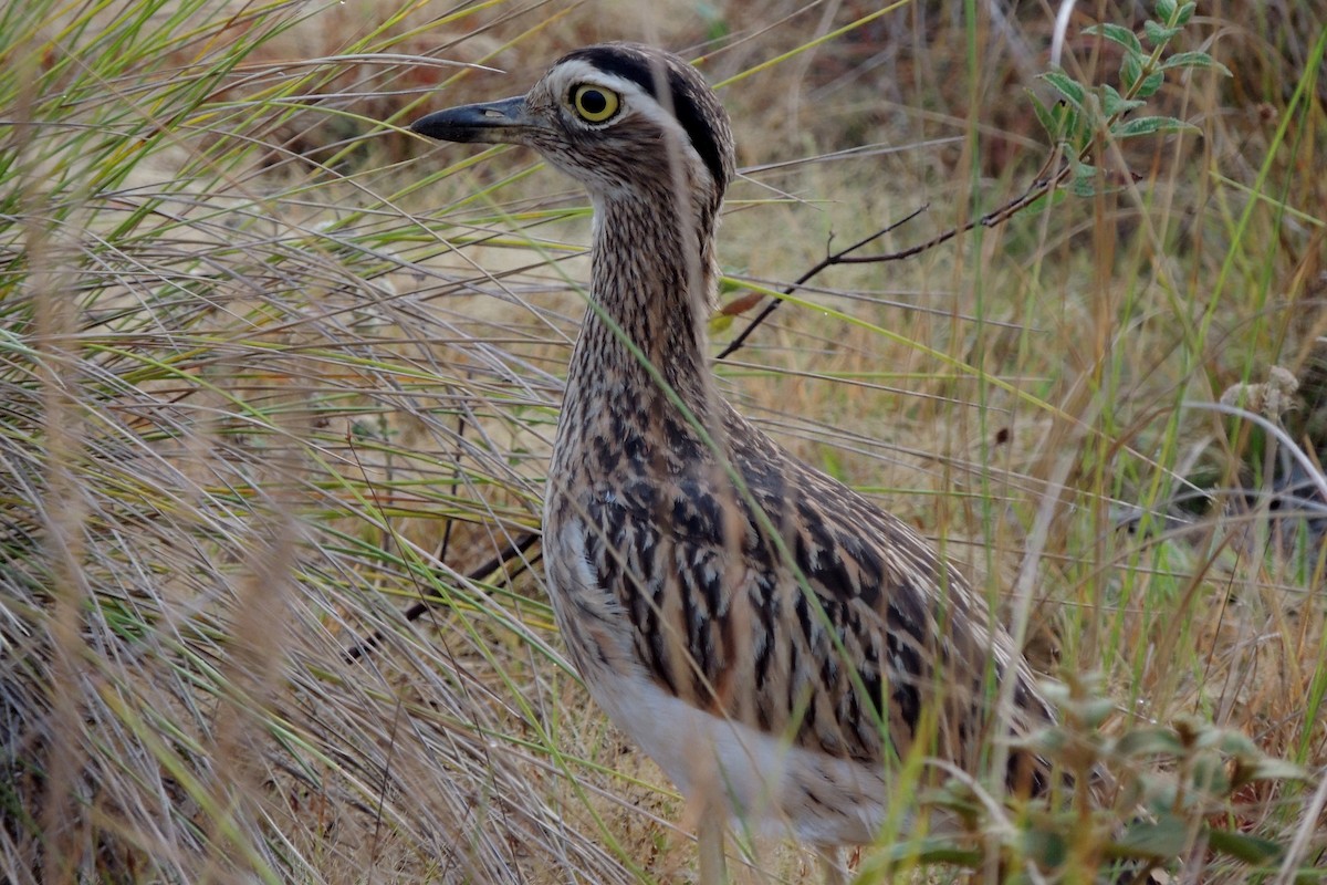 Double-striped Thick-knee - ML609838227