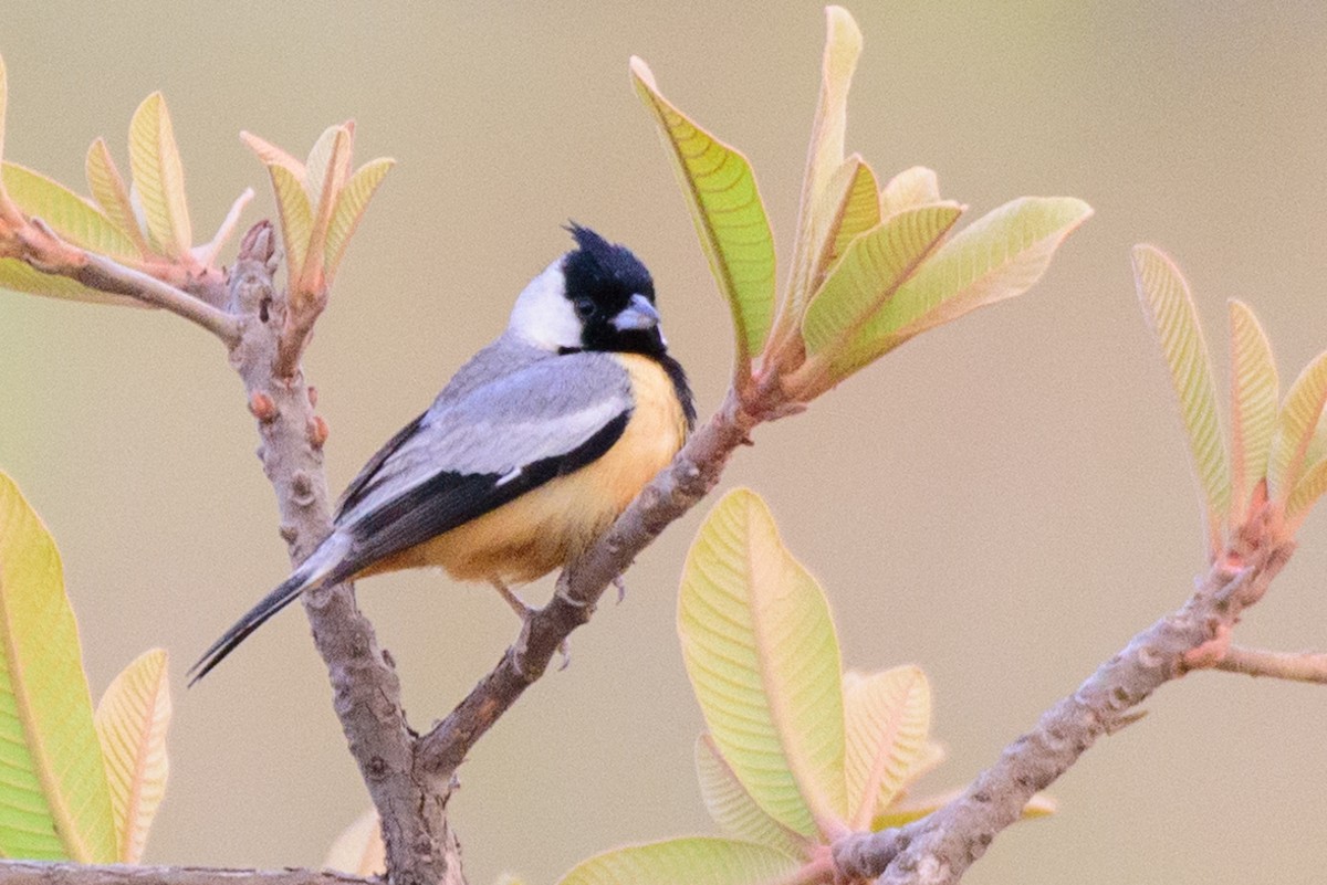 Coal-crested Finch - ML609838327