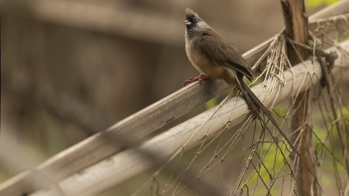 Pájaro Ratón Dorsirrojo - ML609838475