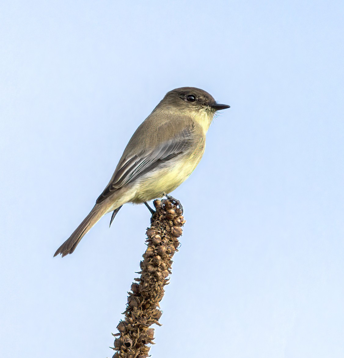 Eastern Phoebe - ML609838487