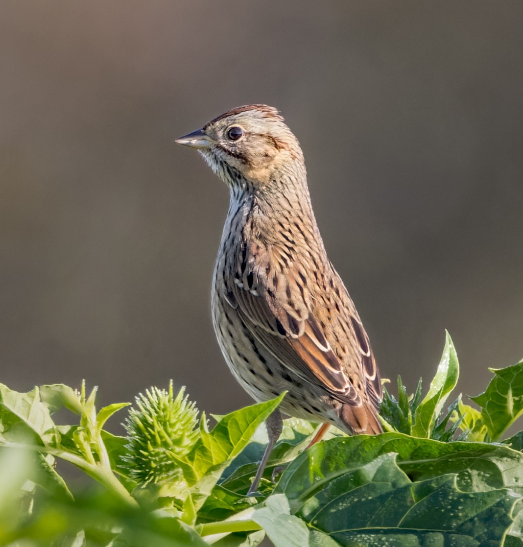 Lincoln's Sparrow - John Good