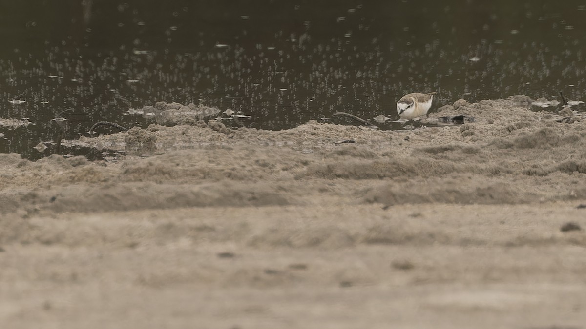 White-fronted Plover - ML609838549