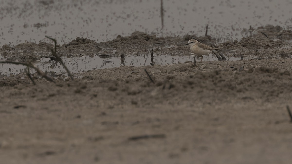 White-fronted Plover - ML609838558