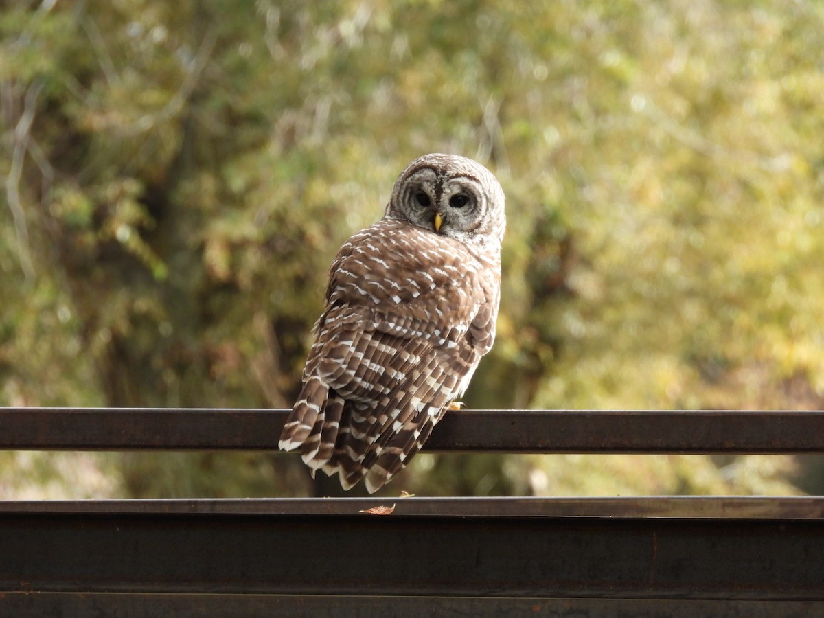 Barred Owl - ML609838699