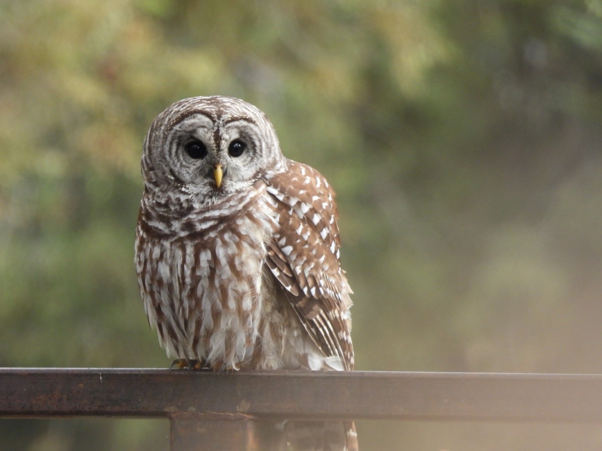 Barred Owl - ML609838700