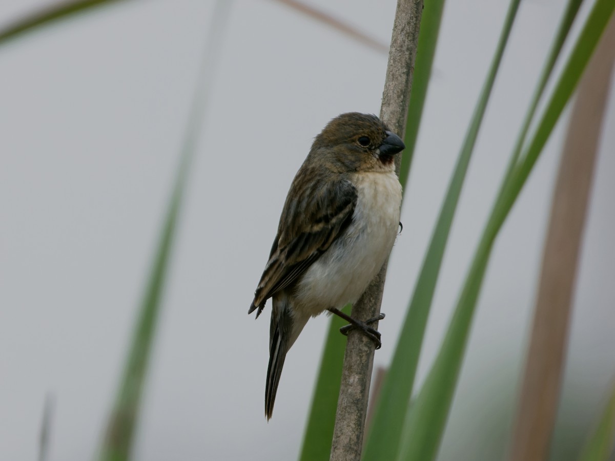 Chestnut-throated Seedeater - ML609838752