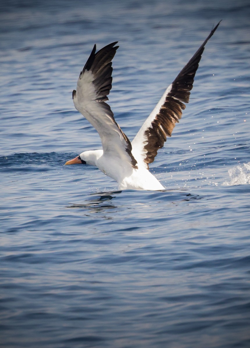 Nazca Booby - Jill Dale